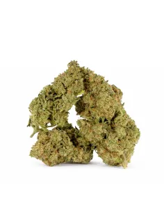 Fleur King Kong 𝗚𝗕𝗭+ – Fleur premium & effets | GBZ420