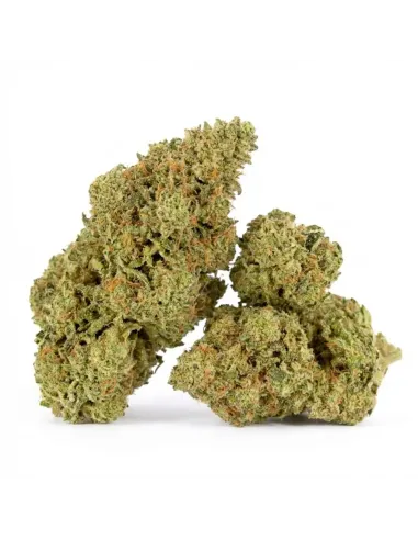 Blüte King Kong 𝗚𝗕𝗭+ – Premium‑Blüten & Wirkung | GBZ420