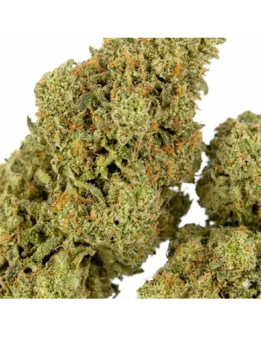 Blüte King Kong 𝗚𝗕𝗭+ – Premium‑Blüten & Wirkung | GBZ420