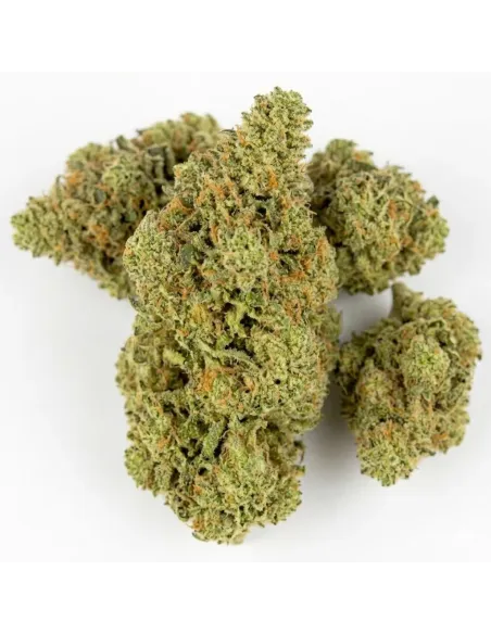 Blüte King Kong 𝗚𝗕𝗭+ – Premium‑Blüten & Wirkung | GBZ420