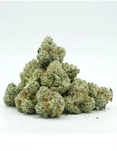 Fleur Sugar Cream GBZ – Fleur premium & effets | GBZ420