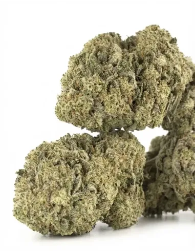 Amnesia CBD Blüten – Indoor Cannabis | GBZ420