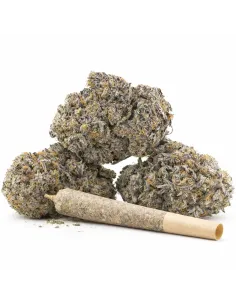 %product-name% principal