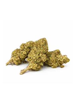 Watermelon 10-OH-HHC Flower | High Performance