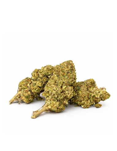 Watermelon 10-OH-HHC Flower | High Performance