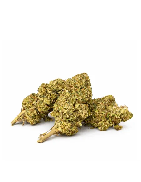 Watermelon 10-OH-HHC Flower | High Performance