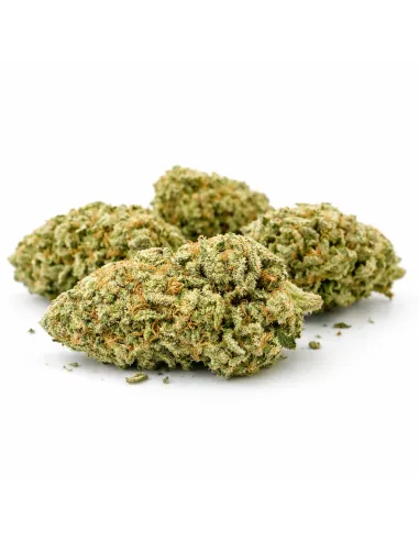 THCX Blüte Sorbetto | Intensiver Premiumgenuss