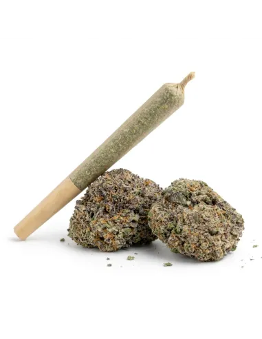 Pré-Roll THCX Skywalker OG | Puissance premium