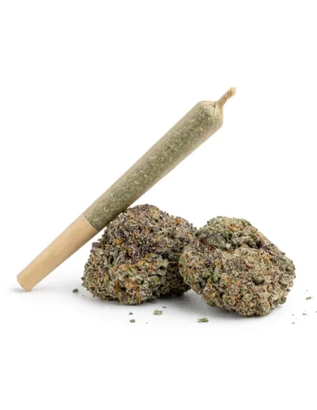 Pré-Roll THCX Skywalker OG | Puissance premium