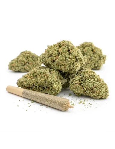 Pré-Roll THCX Girl Scout Cookie | Intensité premium