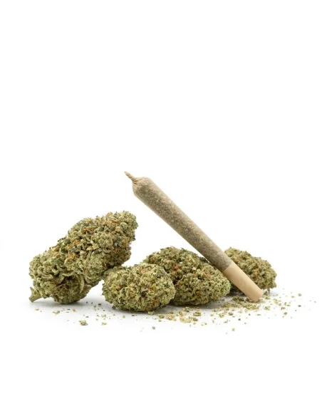 THCX Pre-Roll Sorbetto | Premium Intensität