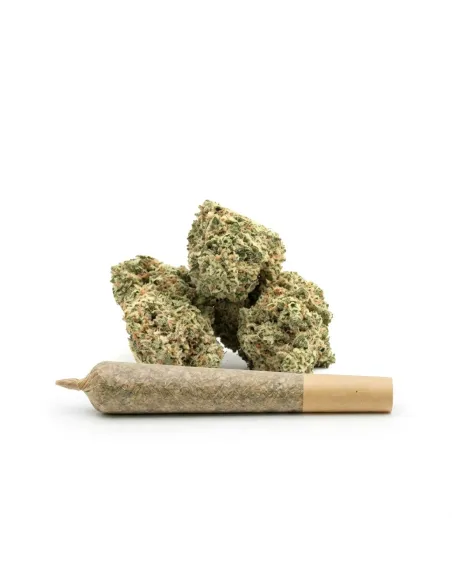 THCX Pre-Roll Lemonade | Premium Intensität