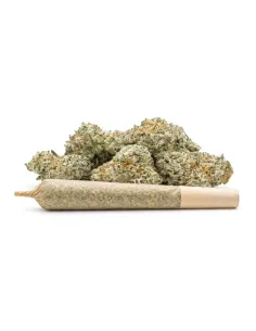 THCX Pre-Roll Sugar Cream | Cremige Intensität