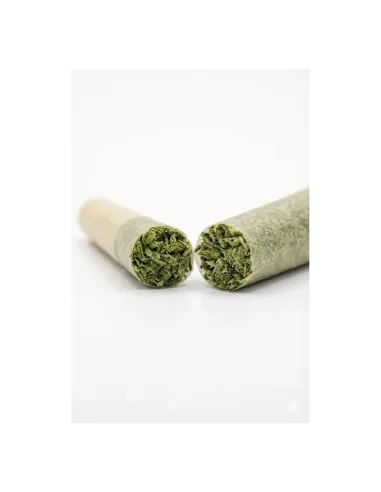 THCX Pre-Roll Sugar Cream | Cremige Intensität