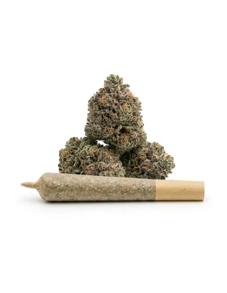 THCX Pre-Roll Bullet Kush | Premium Power