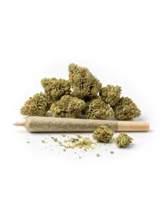 Pré-Roll THCX Silver Haze Small Buds | Premium