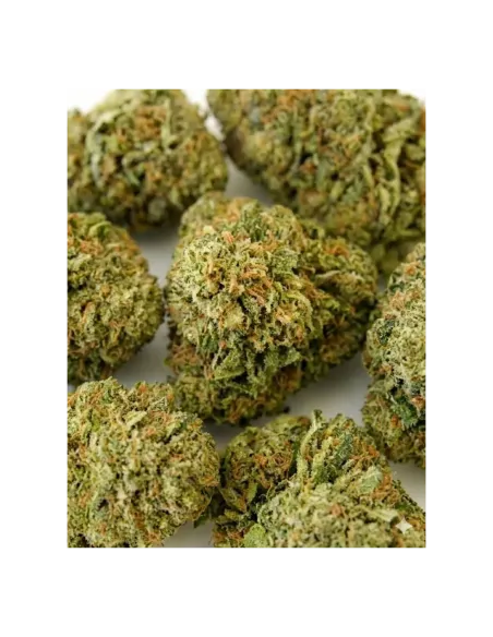 THCX Fleur Sorbetto | Saveur premium intense