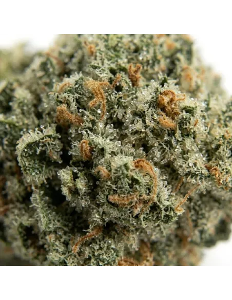 THCX Fleur Lemonade | Intensité premium