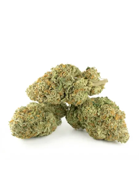 THCX Blüten Tropicana