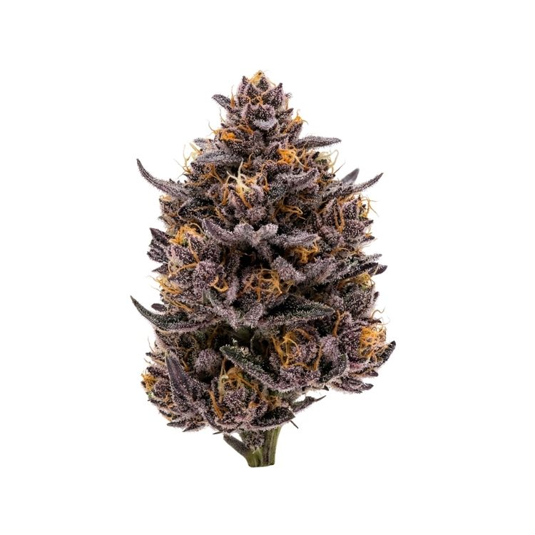 10 OH HHC purple 10 OH HHC